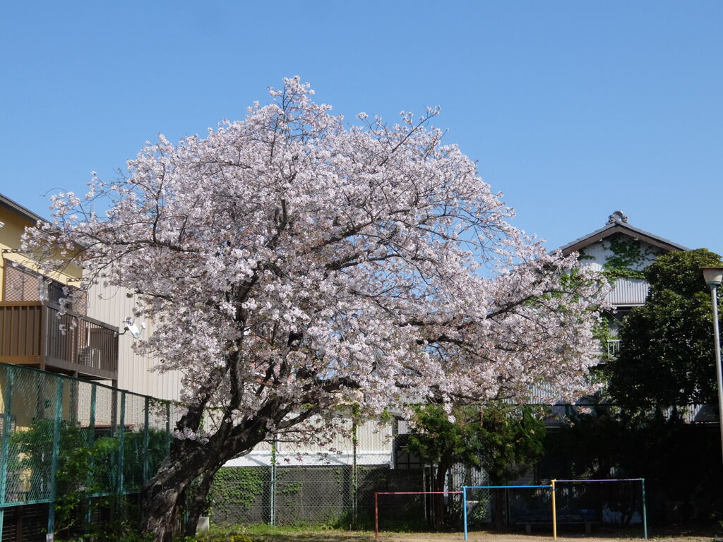 一本桜