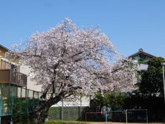 一本桜 一本桜