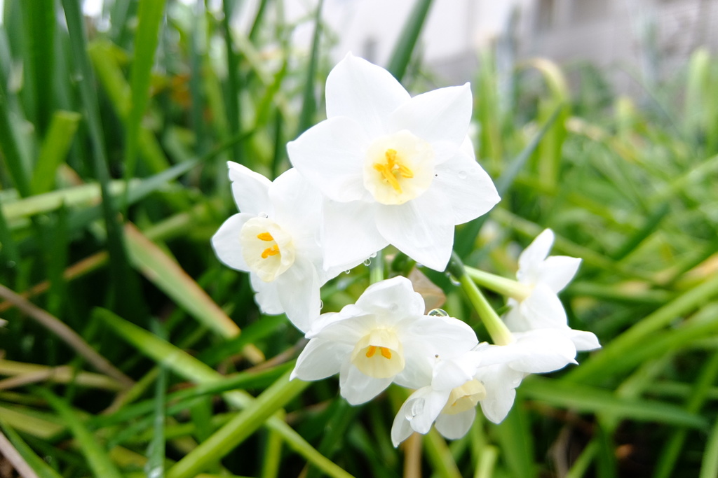 雨上がりのスイセン