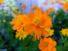 キバナコスモス