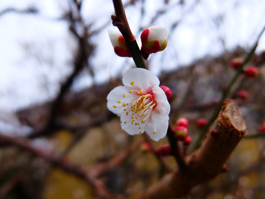 開花