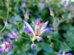 ホトトギスの花