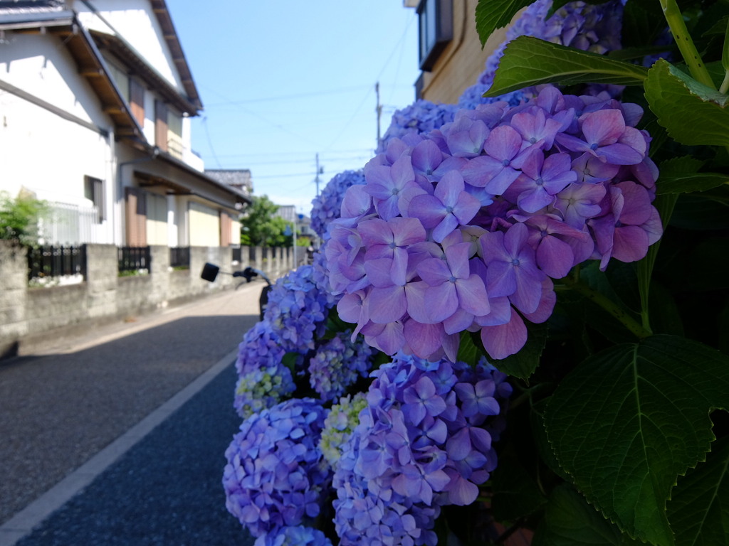 梅雨の中休み