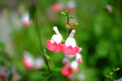 チェリーセージ