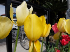 チューリップ