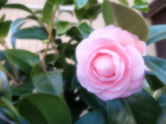 優しく咲いて。