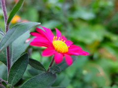 晩秋に咲く・・・