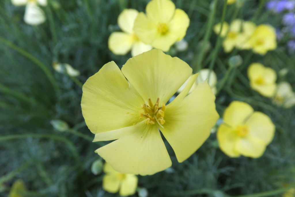 エスコルティア