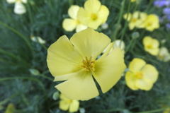 エスコルティア