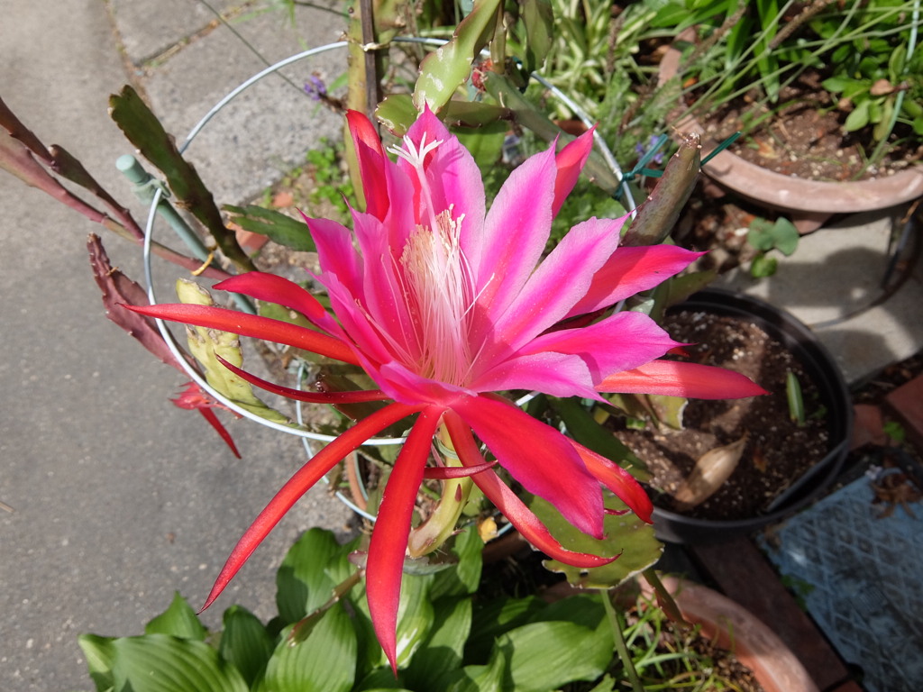 サボテンの花