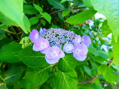 紫陽花の季節になりましたね