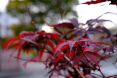 季節の移り変わり