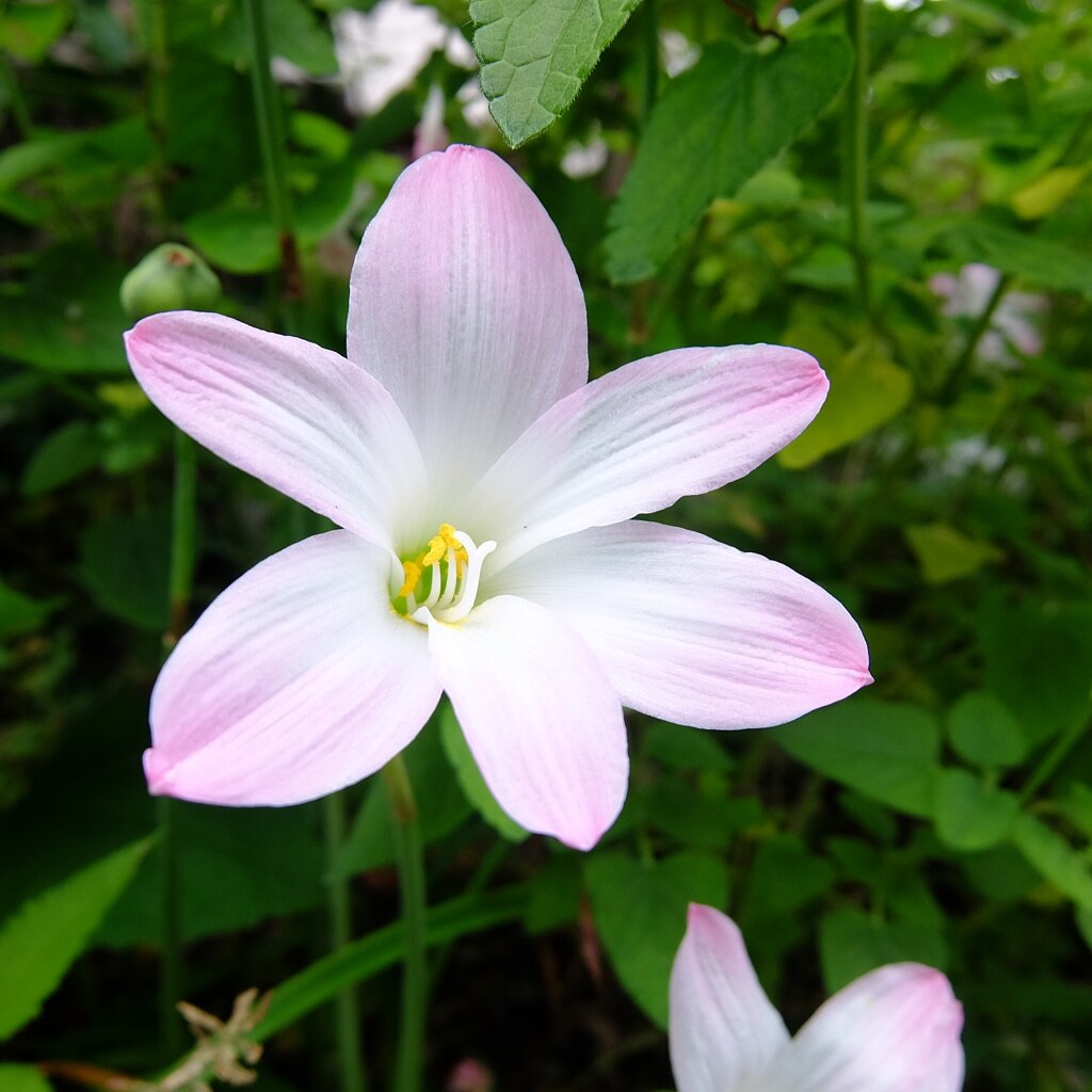 タマスダレかな？