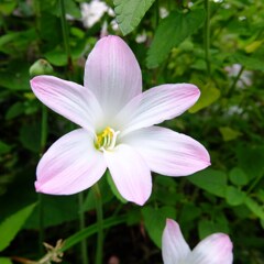 タマスダレかな？