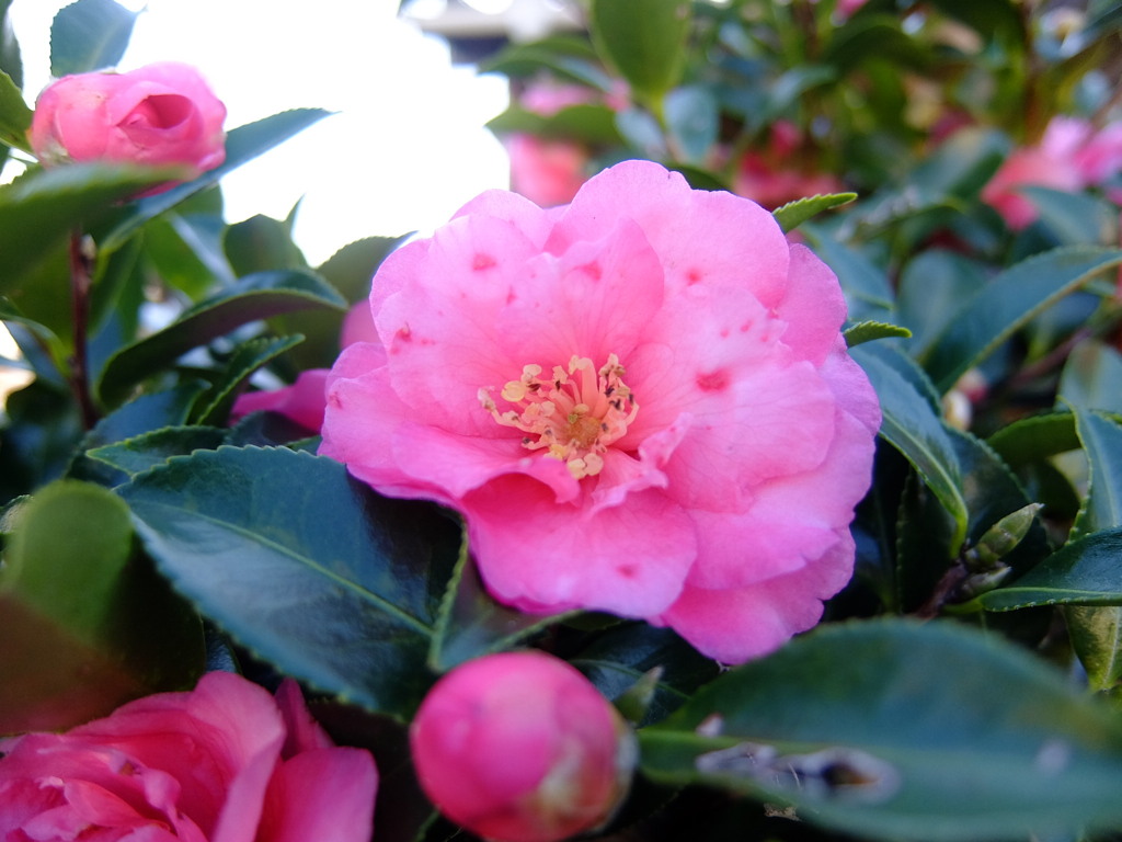 山茶花