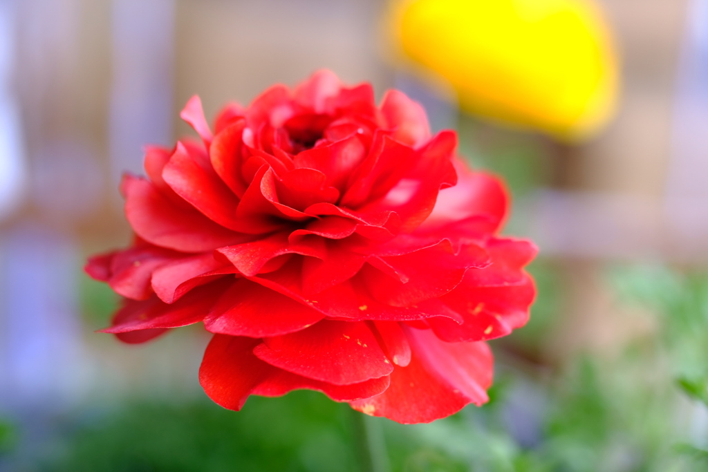 ラナンキュラス