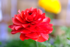 ラナンキュラス