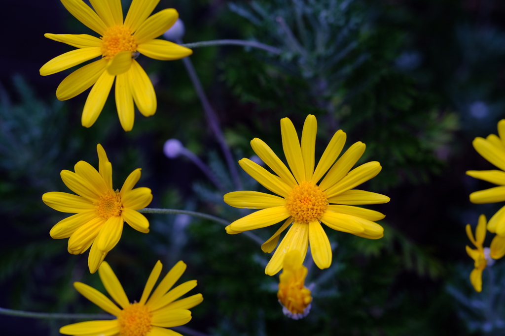 ユリオプスデージー