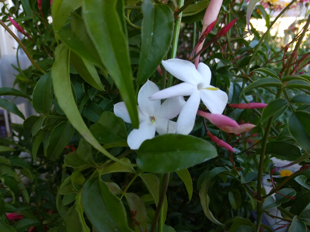 ハゴロモジャスミン