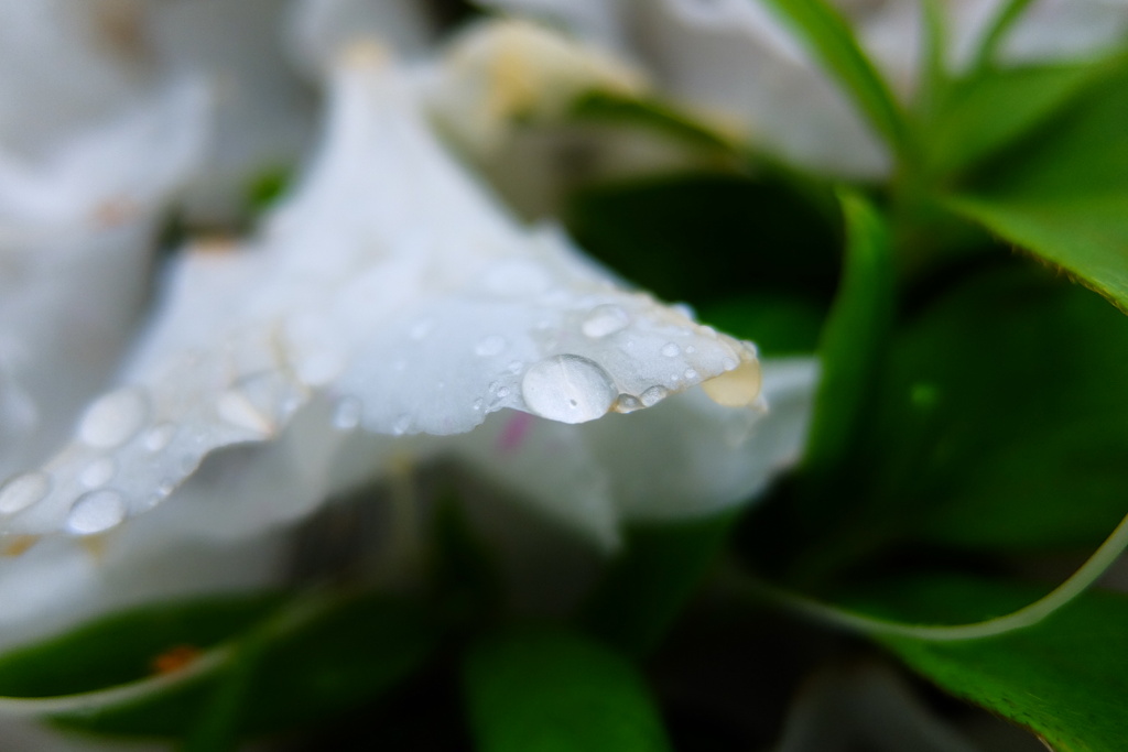 雨上がり