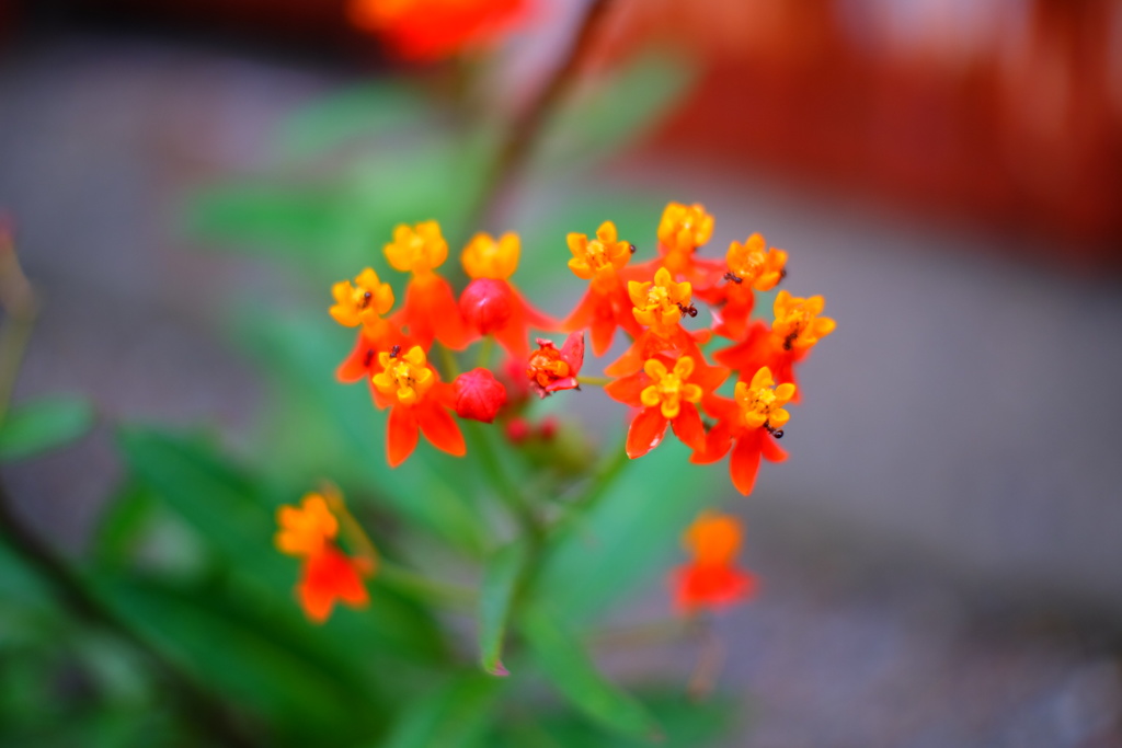 道端にひっそりと咲く・・・