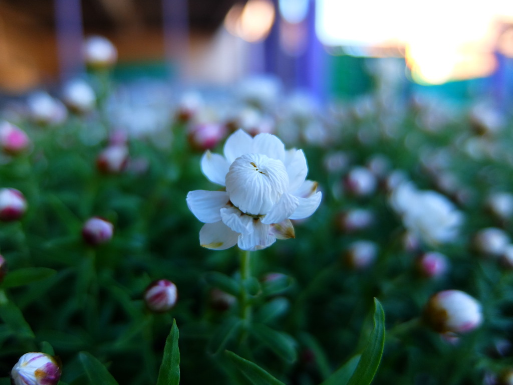 花かんざし