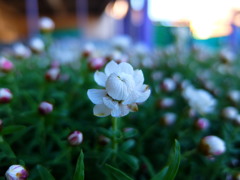 花かんざし