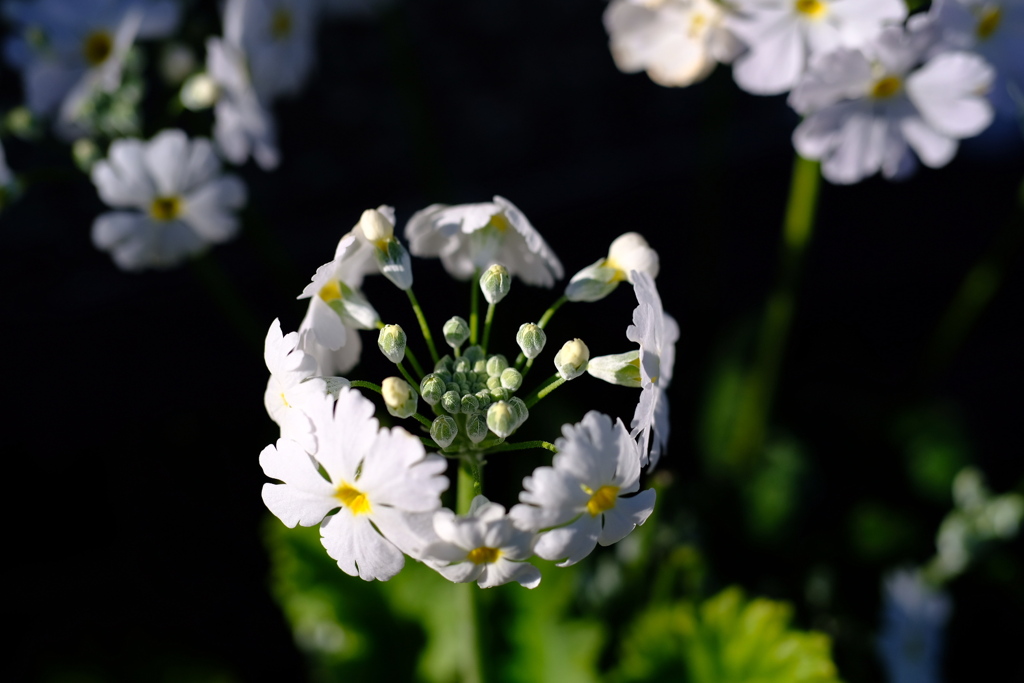 日差しを浴びて。