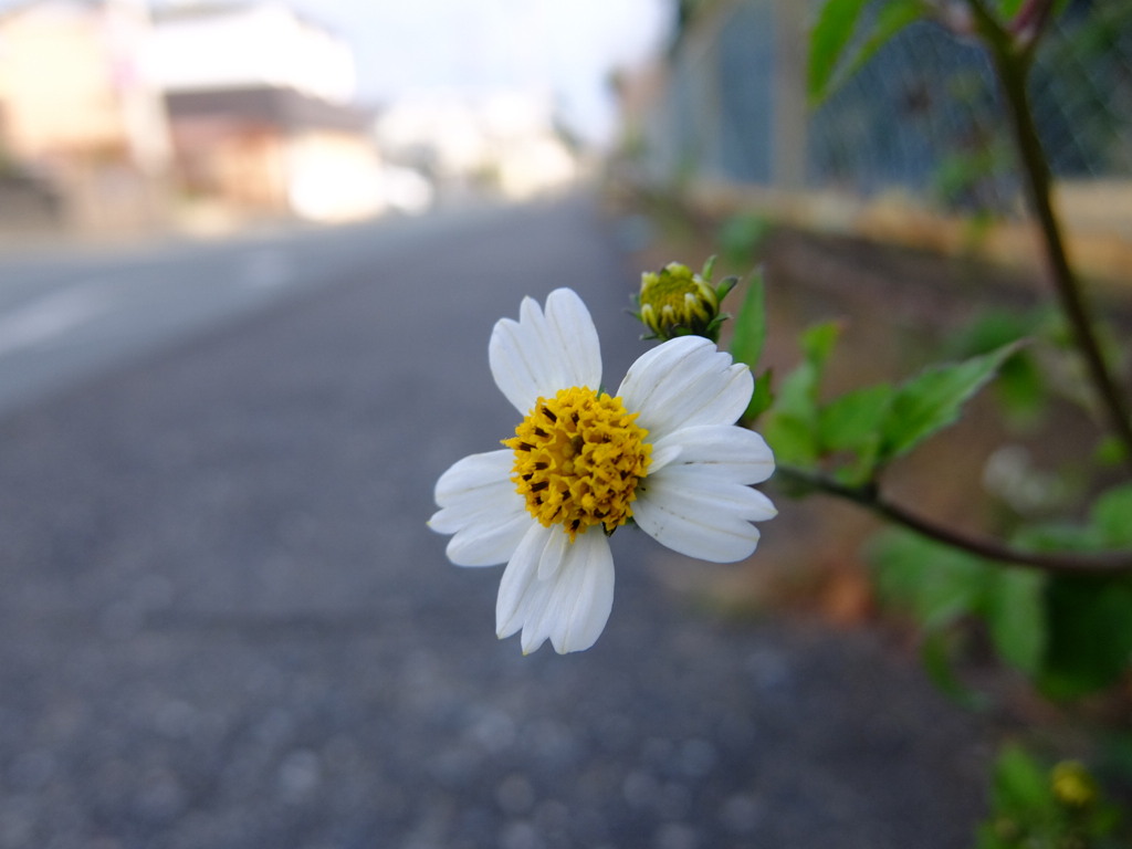 栴檀草