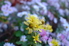 一人だけの散歩道