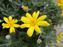 ユリオプスデージー