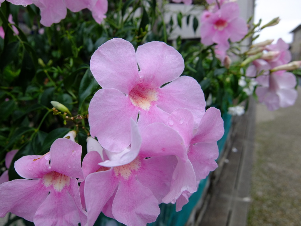 梅雨時
