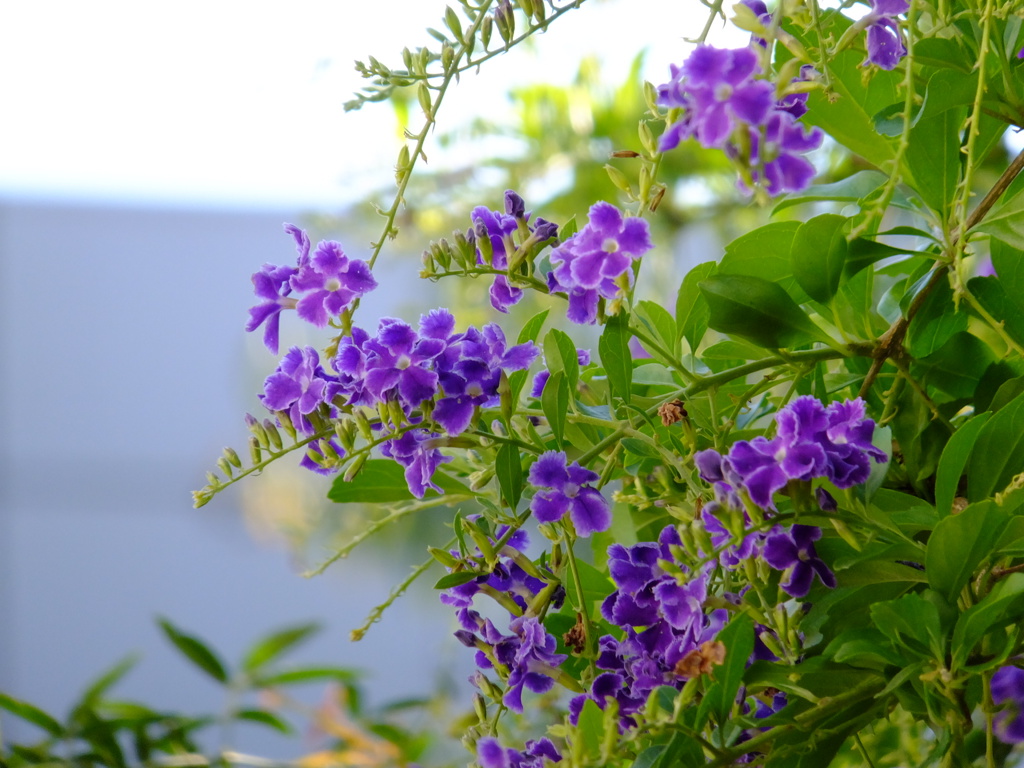 真夏日に咲く花