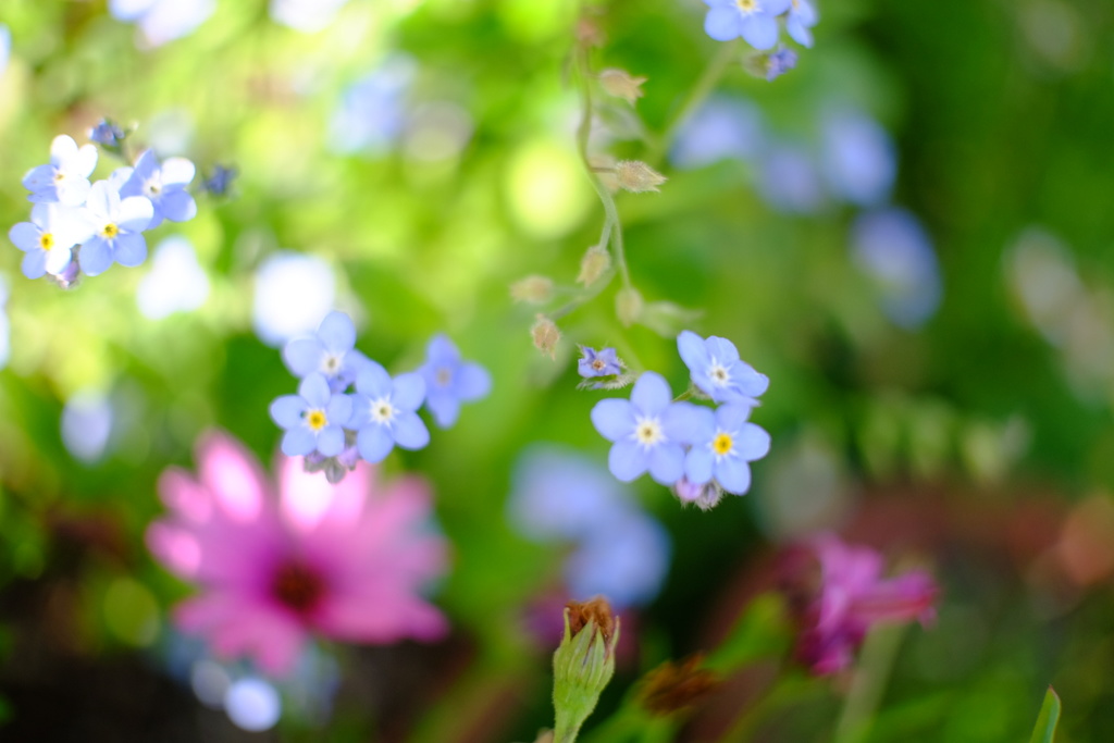 勿忘草がまだ咲いてます。