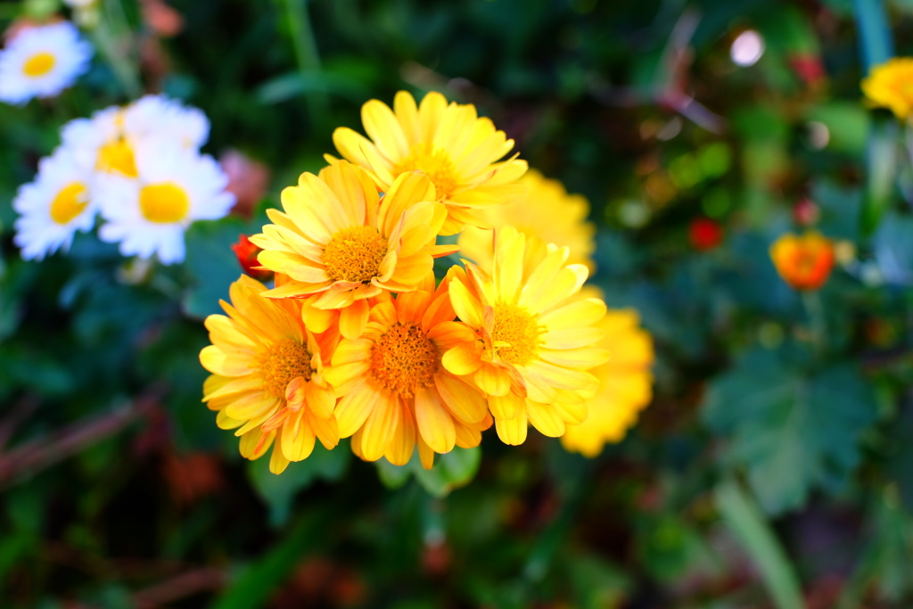 トライアングル