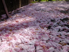 花びらのじゅうたん