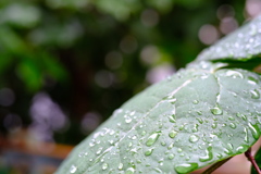 雨の軌跡