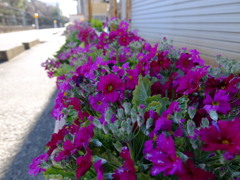 プランターの花