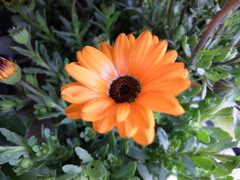 ディモルフォセカ