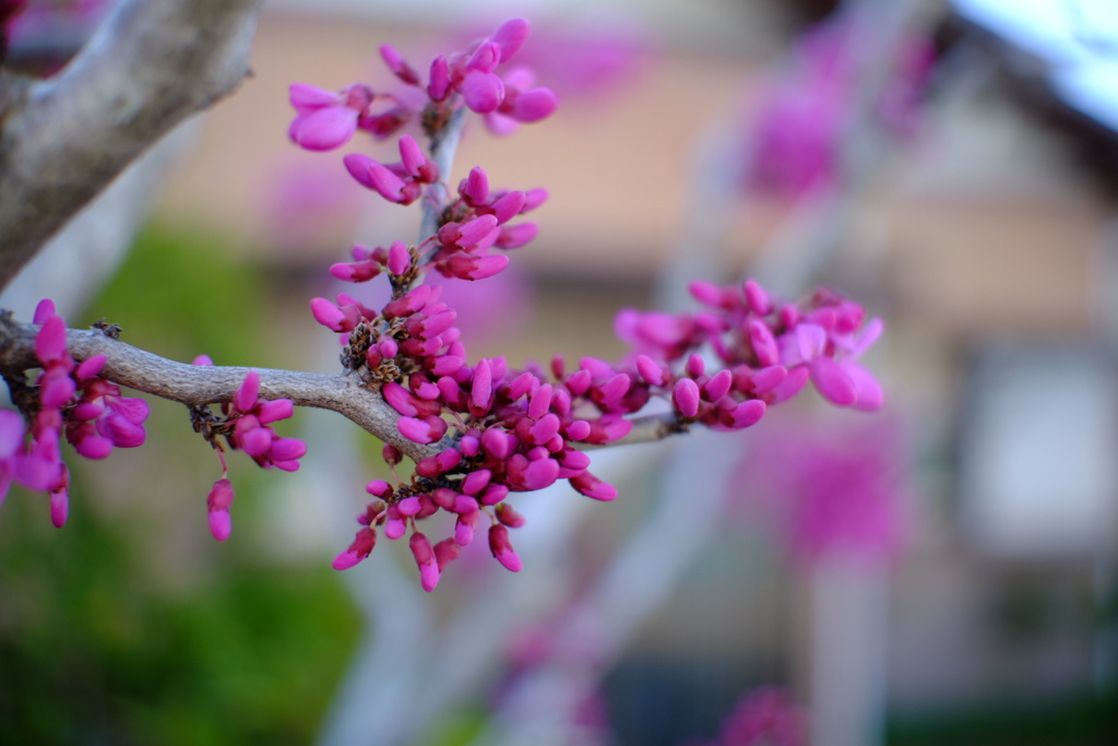 花蘇芳