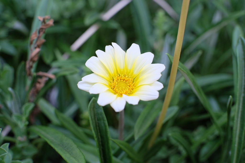 近所の道端に咲いてた花