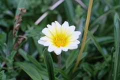 近所の道端に咲いてた花