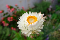 一輪の花