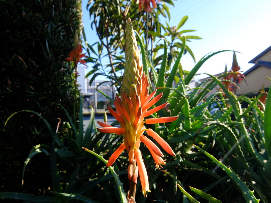 アロエの花