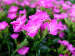 ヒメハマナデシコ