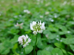 シロツメクサ