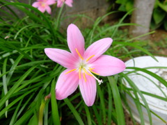 ゼフィランサス