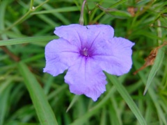 ヤナギバルイラソウ