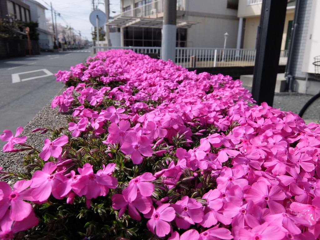 芝桜