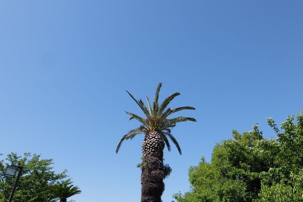 青空に映えるソテツ